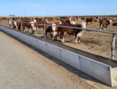 Comedero Feedlots