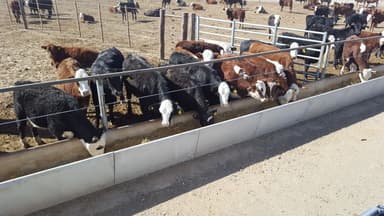 Comedero Feedlots