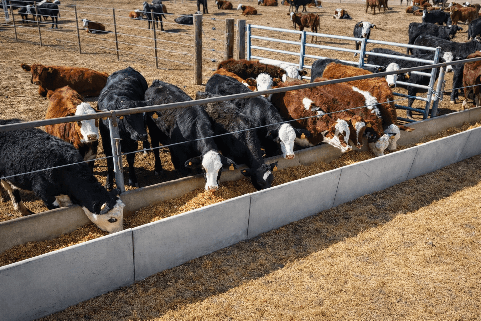 Comederos para Feedlot