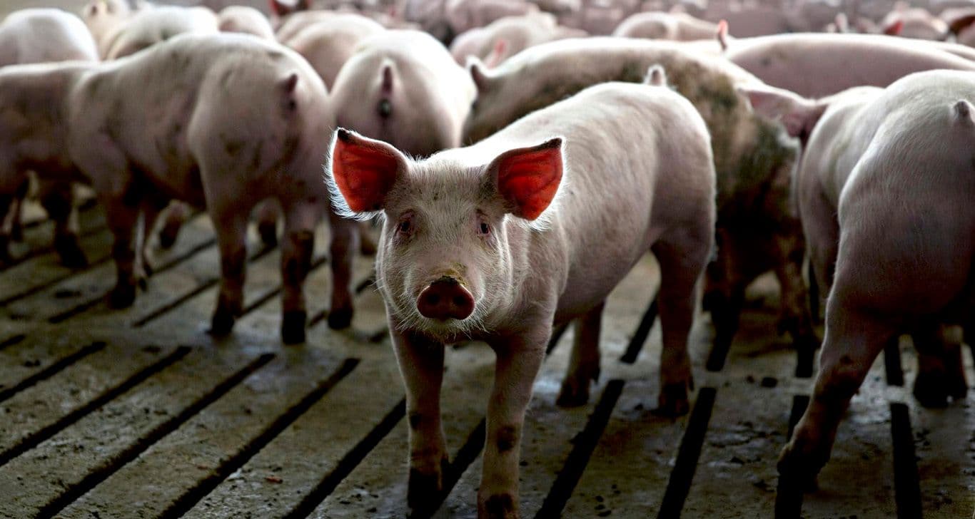 Bebederos, comederos, slats y elementos especializados para la industria agropecuaria